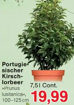 Wiglo Wunderland Portugiesischer Kirschlorbeer Angebot