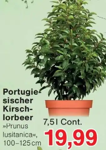 Wiglo Wunderland Portugiesischer Kirschlorbeer Angebot