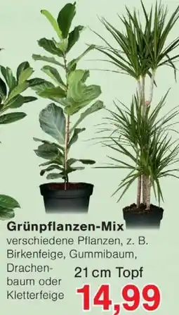 Wiglo Wunderland Grünpflanzen-Mix Angebot
