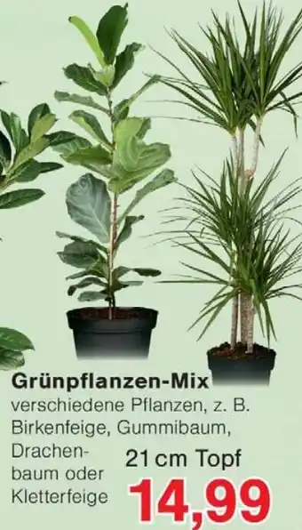 Wiglo Wunderland Grünpflanzen-Mix Angebot