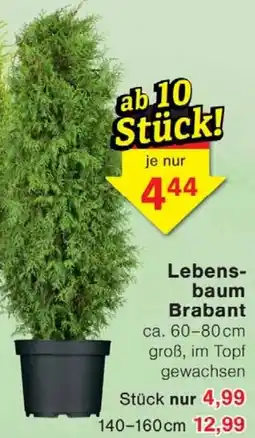 Wiglo Wunderland Lebensbaum Brabant Angebot
