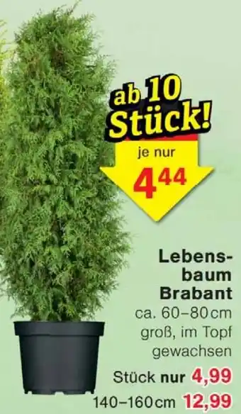 Wiglo Wunderland Lebensbaum Brabant Angebot