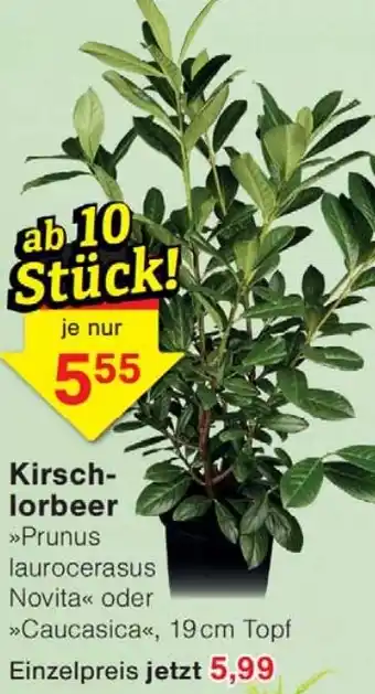 Wiglo Wunderland Kirschlorbeer Angebot