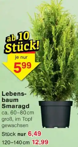 Wiglo Wunderland Lebensbaum Smaragd Angebot