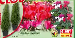 Norma Freiland Alpenveilchen Angebot