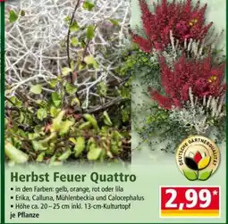 Norma Herbst Feuer Quattro Angebot
