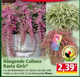 Norma Hängende Calluna Rasta Girls Angebot