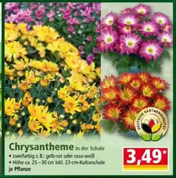 Norma Chrysantheme in der Schale Angebot