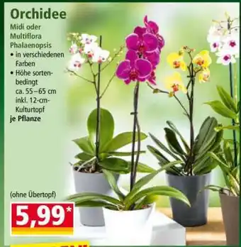 Norma Orchidee Angebot