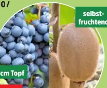 Thomas Philipps Bio-Weinrebe Angebot
