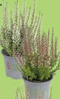 Thomas Philipps Beauty Ladies Knospen-Heide Calluna vulgaris Angebot