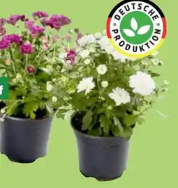 Thomas Philipps Chrysanthemen Patio Mum Angebot