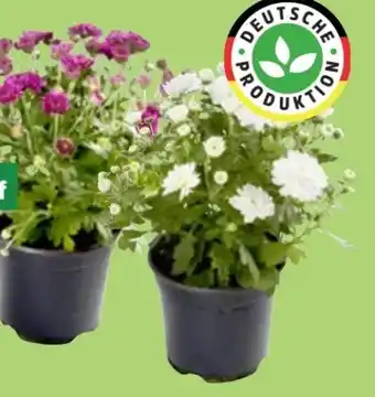 Thomas Philipps Chrysanthemen Patio Mum Angebot