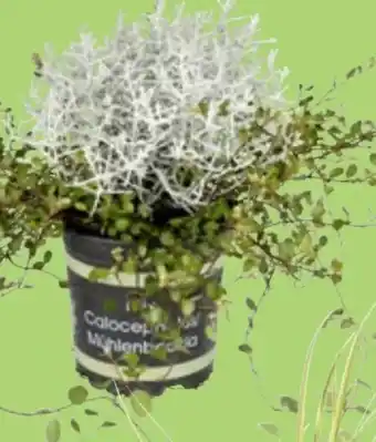 Thomas Philipps Drahtpflanzen-Mix Angebot