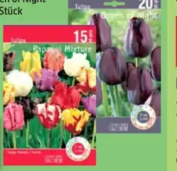 Thomas Philipps Tulpen Attraktiv Angebot