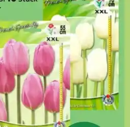 Thomas Philipps Französische Tulpen Angebot
