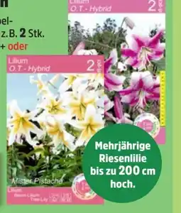 Thomas Philipps Baum-Lilien Angebot