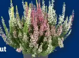 Lidl Heidekraut Calluna Vulgaris Angebot