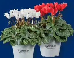Lidl Alpenveilchen Angebot