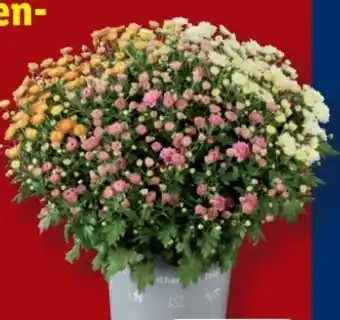 Lidl Chrysanthemenbusch Trio Angebot
