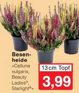 Wiglo Wunderland Besenheide Angebot