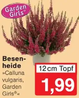 Wiglo Wunderland Garden Girls Besenheide Angebot
