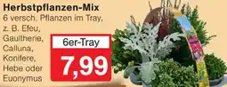 Wiglo Wunderland Herbstpflanzen-Mix Angebot