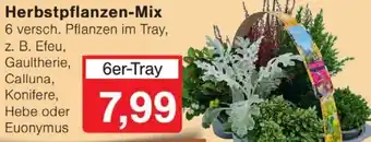 Wiglo Wunderland Herbstpflanzen-Mix Angebot