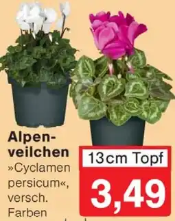 Wiglo Wunderland Alpenveilchen Angebot