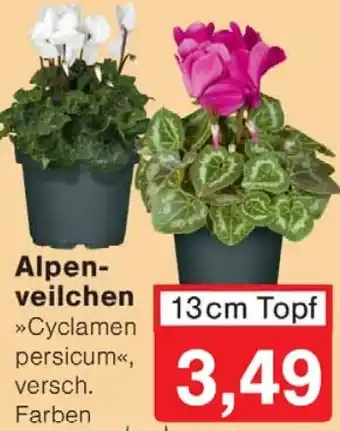 Wiglo Wunderland Alpenveilchen Angebot