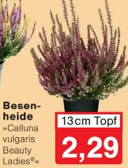 Wiglo Wunderland Besenheide Angebot