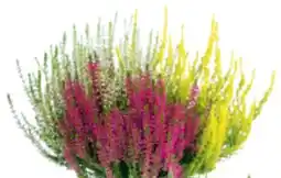 toom Baumarkt Toom Knospenheide Trio-Girls Angebot