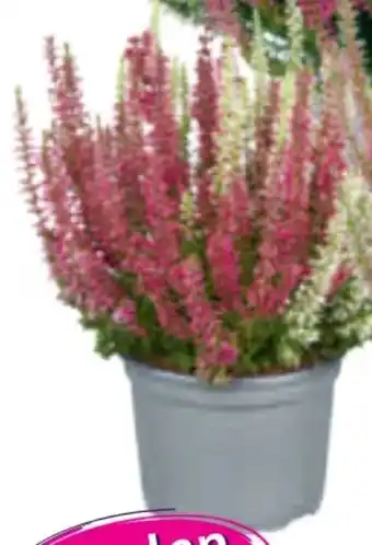 toom Baumarkt Garden Girls Knospenheide Twingirls Angebot