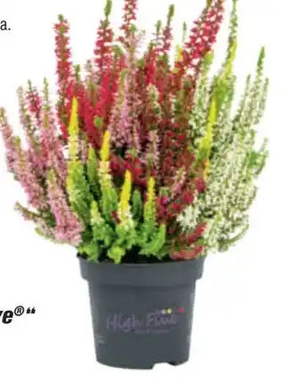 toom Baumarkt Beauty Ladies Knospenheide High Five Angebot