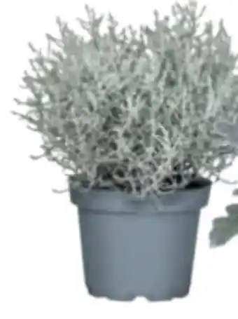 toom Baumarkt Stacheldrahtpflanze Angebot