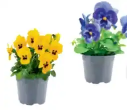 toom Baumarkt Toom Hornveilchen-Mix Angebot