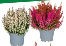 toom Baumarkt Toom Glockenheide Angebot