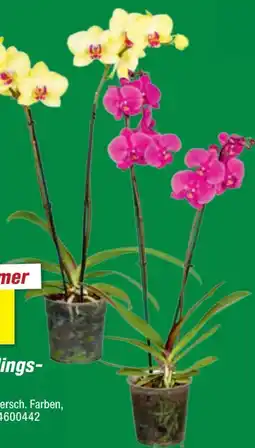 toom Baumarkt Toom Schmetterlingsorchidee Angebot