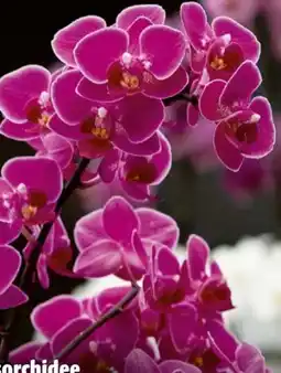Hagebau Schmetterlingsorchidee Phalaenopsis Multiflora Angebot