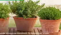 Hagebau Hebe Green Globe Angebot