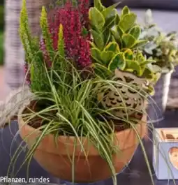Hagebau Herbstschale Angebot