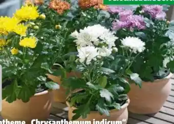 Hagebau Herbstchrysantheme Angebot