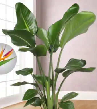 Hagebau Paradiesvogelblume Strelitzia Nicolai Angebot
