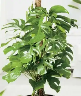 Hagebau Fensterblatt Monstera Deliciosa Angebot