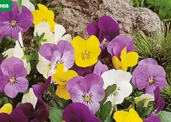 Hagebau Hornveilchen Viola Cornuta Angebot