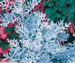 Hagebau Silberblatt Senecio cineraria Angebot