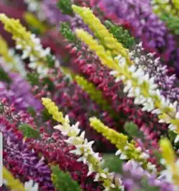 Hagebau Beauty Ladies Besenheide Calluna Vulgaris Angebot