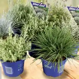 Hagebau Herbstpflanzen Silverland Angebot
