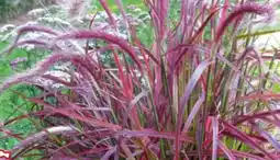 Hagebau Lampenputzergras Pennisetum setaceum Rubrum Angebot