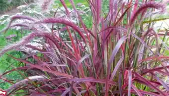 Hagebau Lampenputzergras Pennisetum setaceum Rubrum Angebot